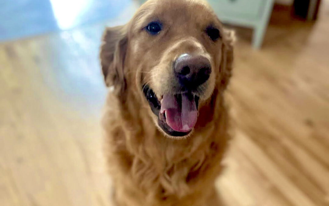 Deuce the Moose, the Heart of Our Pack